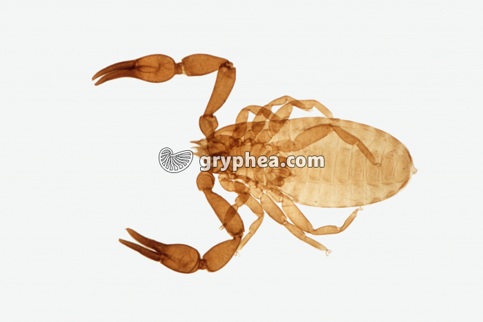 Pseudoscorpion x5 - gryphea.com